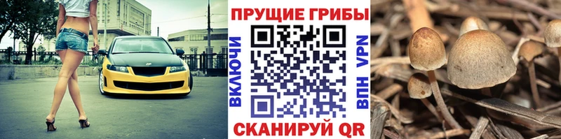 где можно купить наркотик  Шали  Галлюциногенные грибы ЛСД 